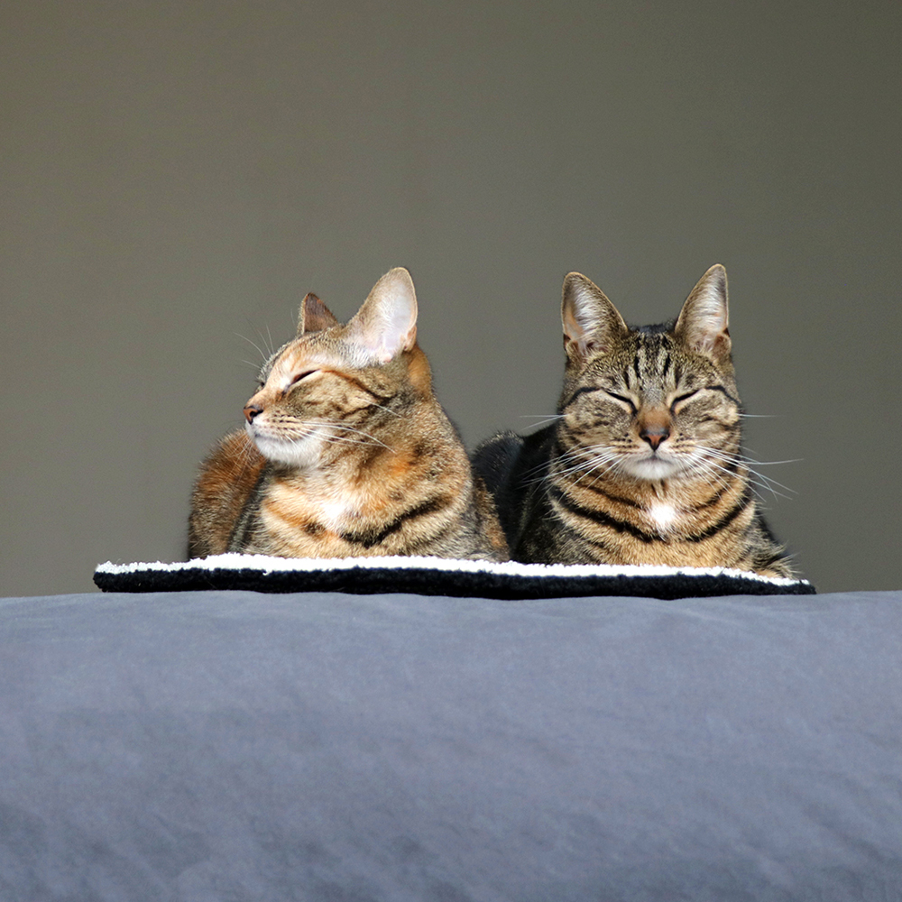 ronde kattendeken met witte en zwarte zijde met twee katten erop