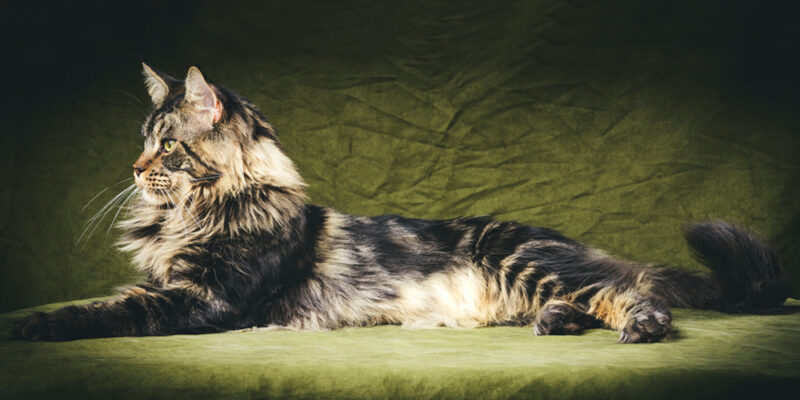 maine coon kat