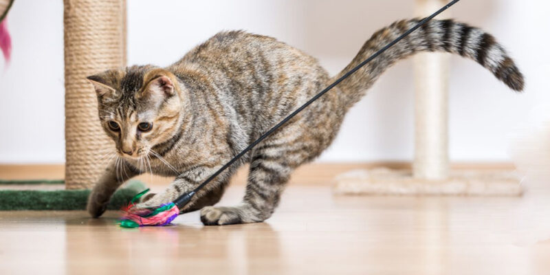 kat speelt met kattenhengel