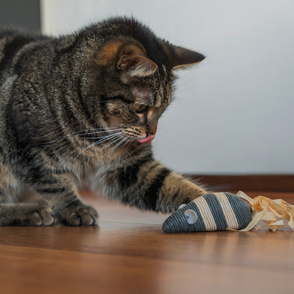 kat speelt met speelgoedmuis van touw