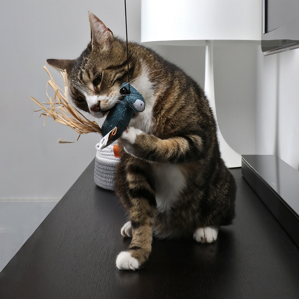 kat speelt met kattenhengel met knuffeltje eraan