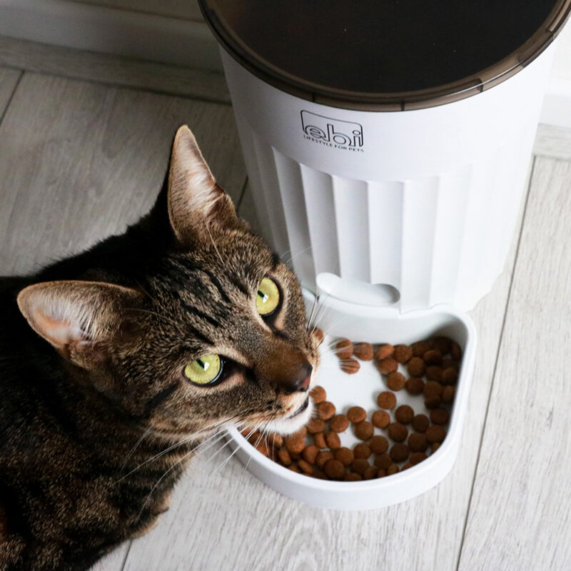 kat eet uit programmeerbare kattenvoerbak