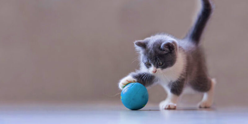 kitten speelt met blauw balletje