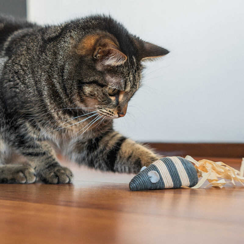 kat speelt met speelmuis van touw