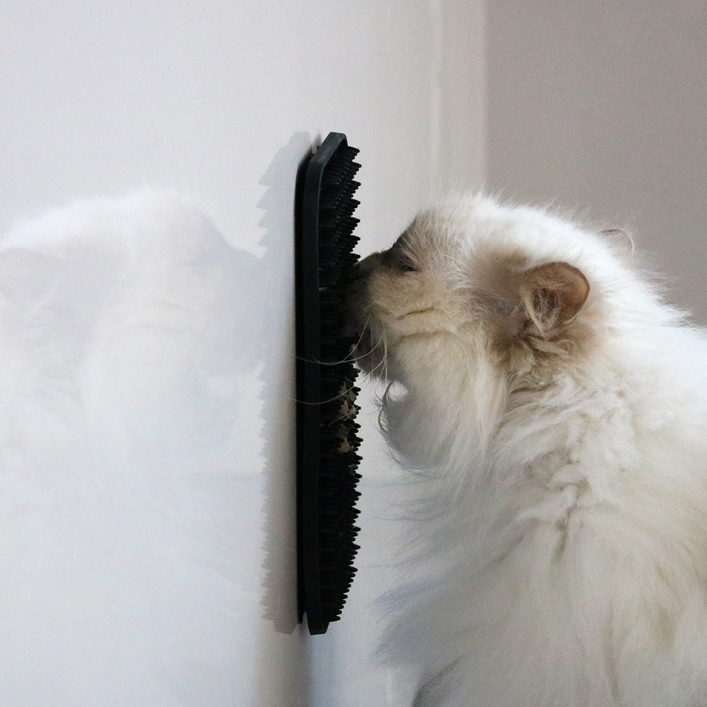 kat likt aan likmat die aan de muur bevestigd is