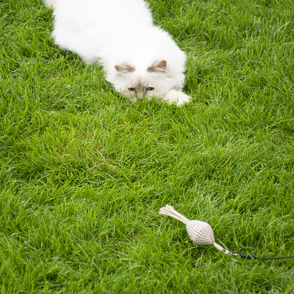 kat speelt met kartonnen kattenspeeltje in het gras