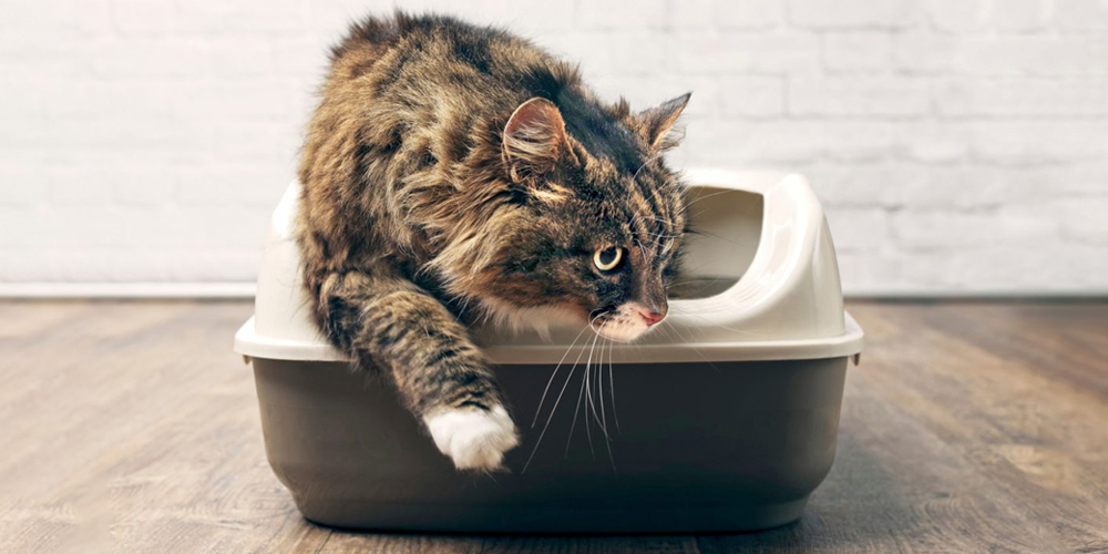 kat stapt uit open kattenbak