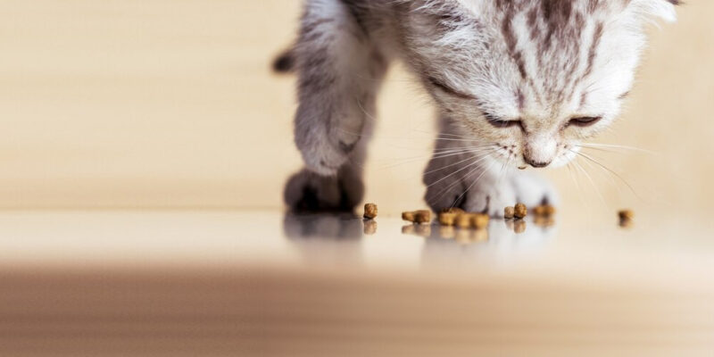 kat eet kattensnoepjes van de grond