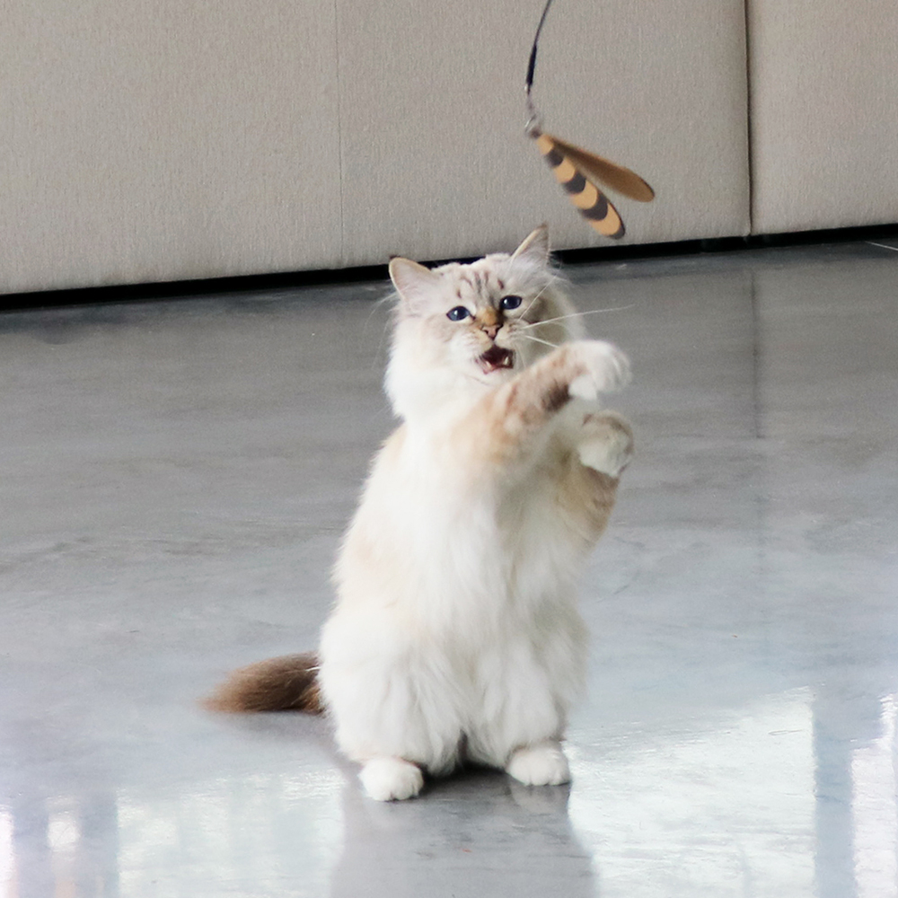 kat speelt met telescopische kattenhengel met tabje eraan