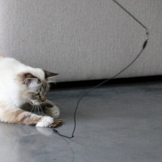 kat speelt met telescopische kattenhengel met tabje eraan