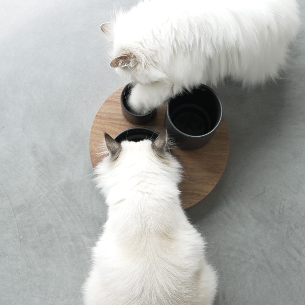 kat haalt voer uit zwarte keramieken katten voerbakjes in 3 formaten op houten plateau