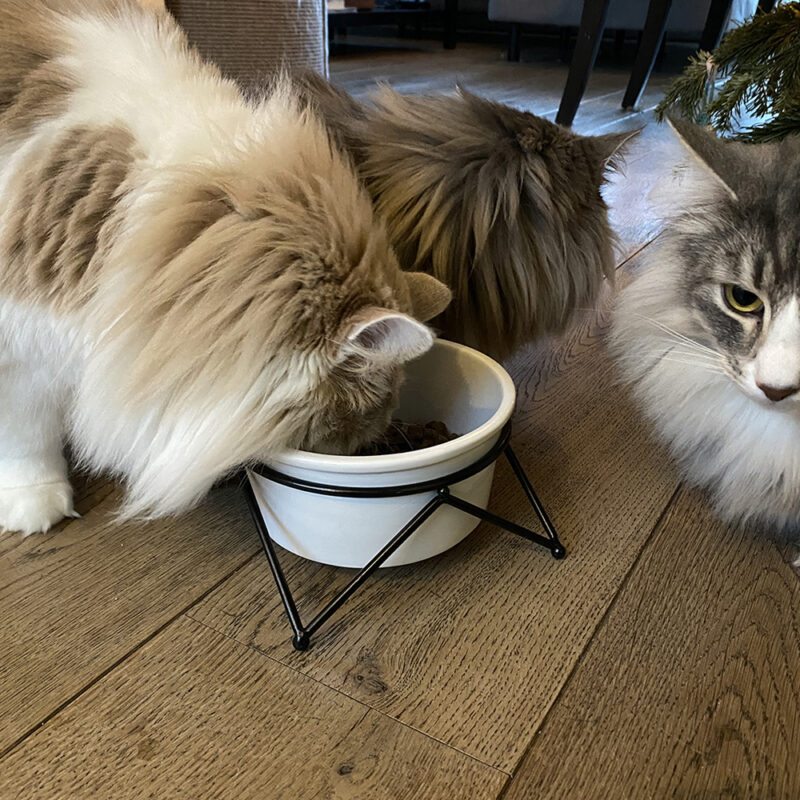 katten eten uit katten voerbak van keramiek in stalen frame