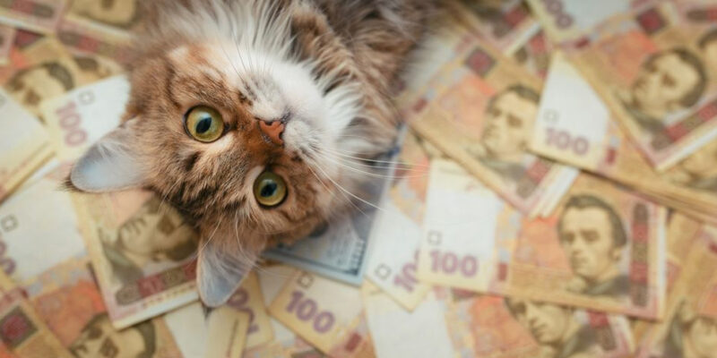 kat rolt in geld