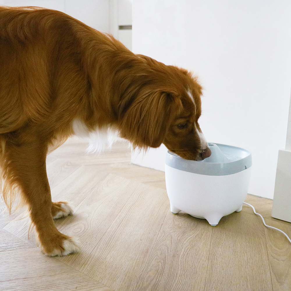 hond drinkt uit drinkfontein voor katten