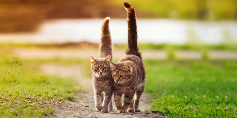 twee katten lopen samen