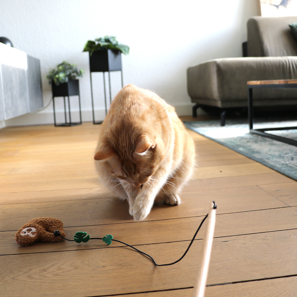 oranje kat speelt met kattenhengel met een luiaard en palmbladeren eraan