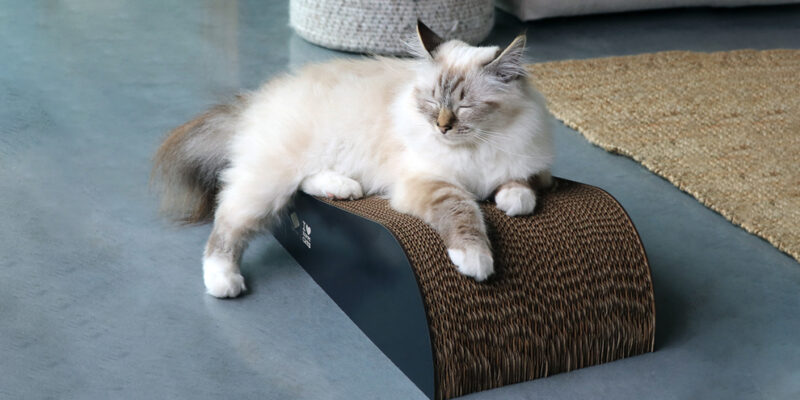 kat relaxed in woonkamer op kartonnen krabmeubel Archie