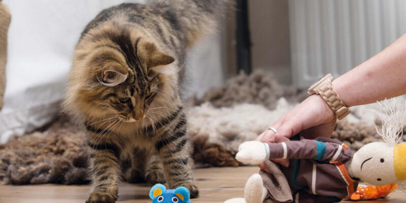 Kat omringt door kattenspeeltjes