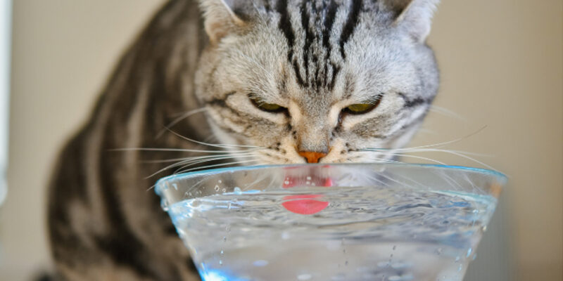 tabby kat drinkt uit glazen waterschaaltje